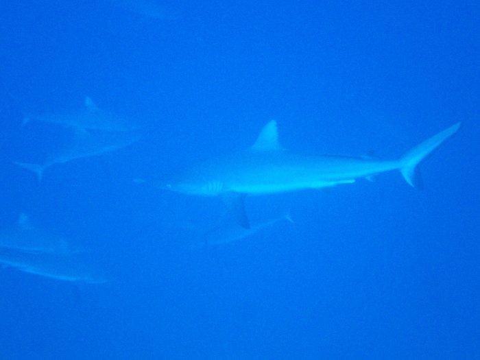 Carcharhinus amblyrhynchos