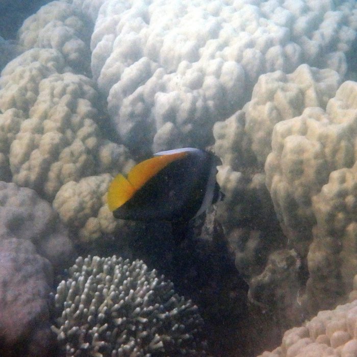Heniochus singularius