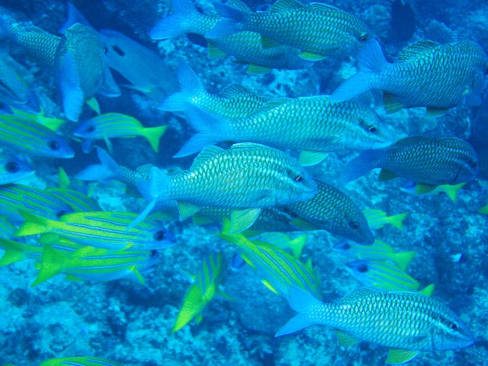 Parupeneus ciliatus
