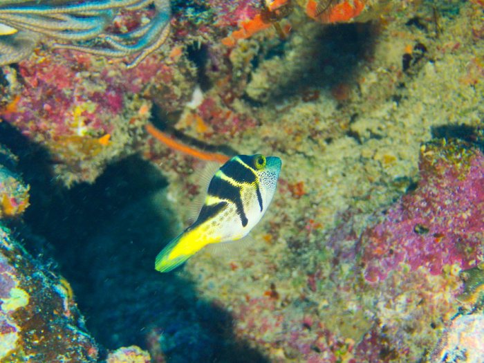 Paraluteres prionurus