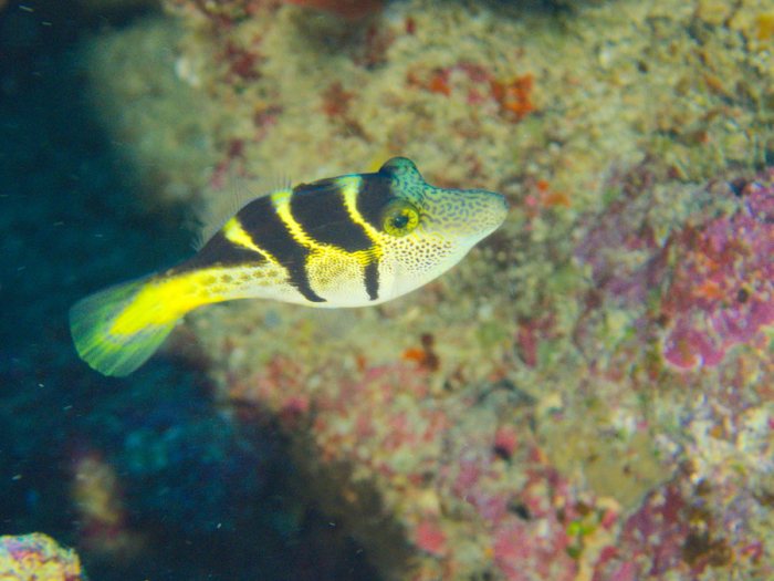 Paraluteres prionurus