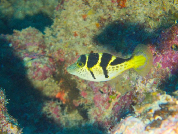 Paraluteres prionurus