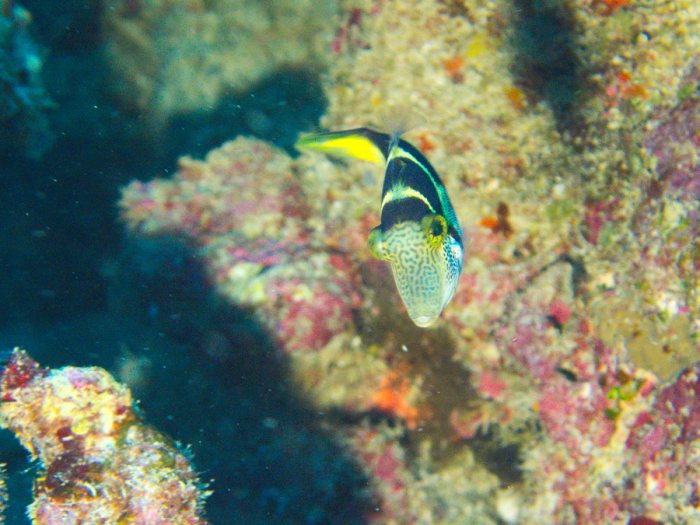 Paraluteres prionurus