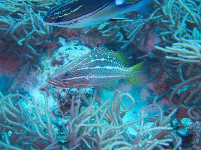 Anyperodon leucogrammicus