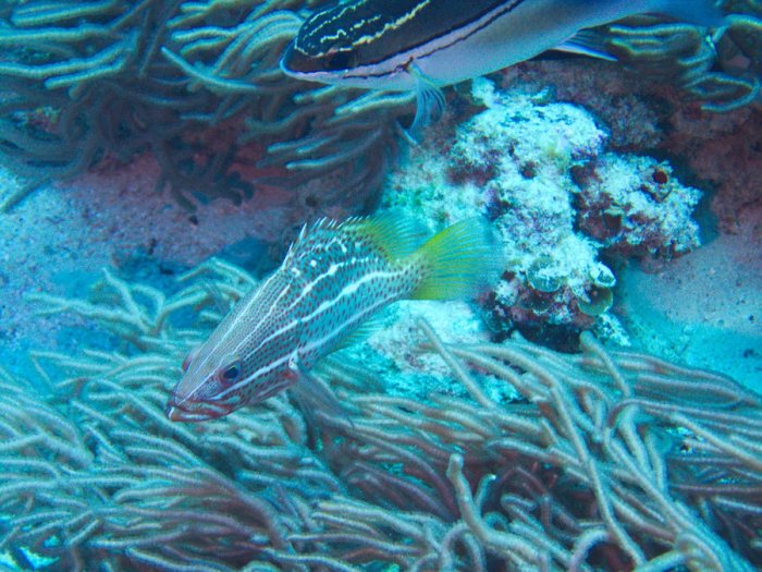 Anyperodon leucogrammicus