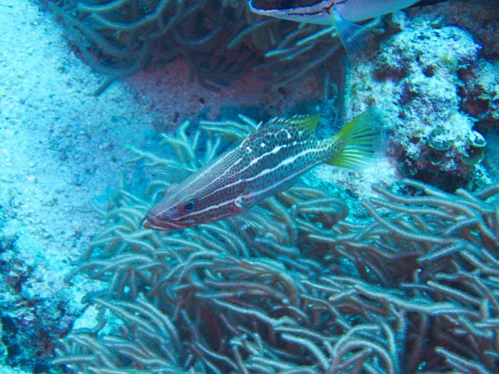 Anyperodon leucogrammicus