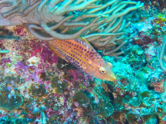 Pteragogus enneacanthus