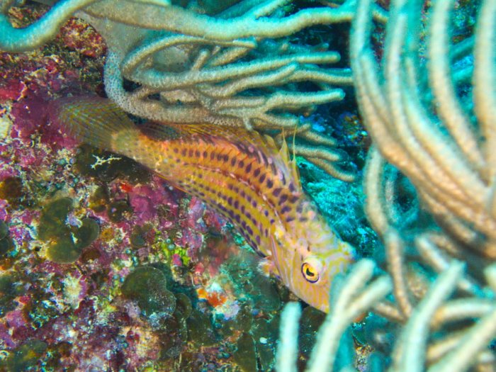 Pteragogus enneacanthus