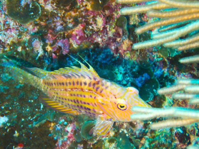 Pteragogus enneacanthus