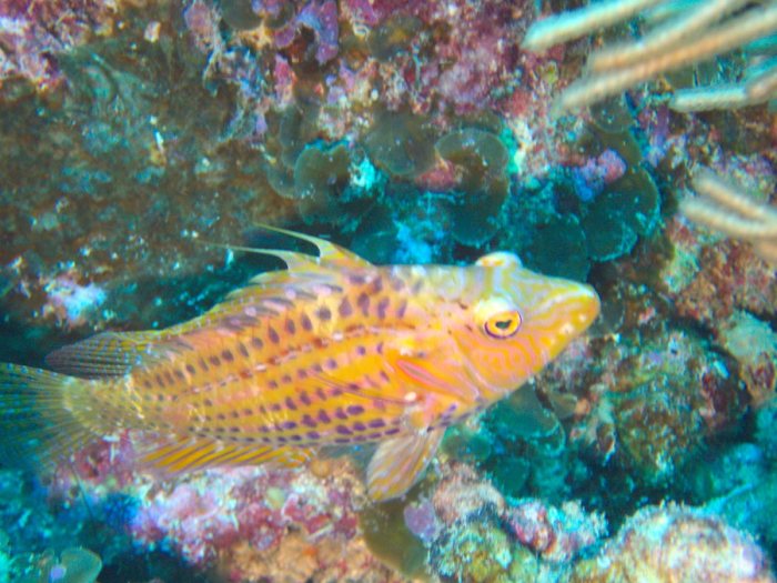 Pteragogus enneacanthus