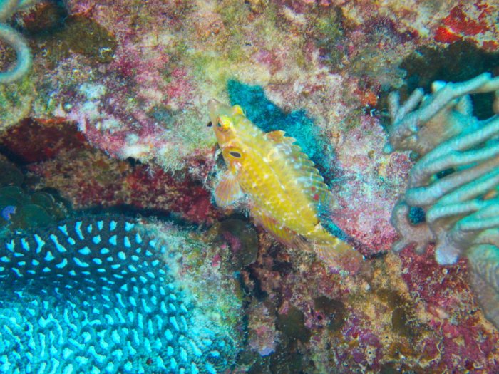 Pteragogus cryptus