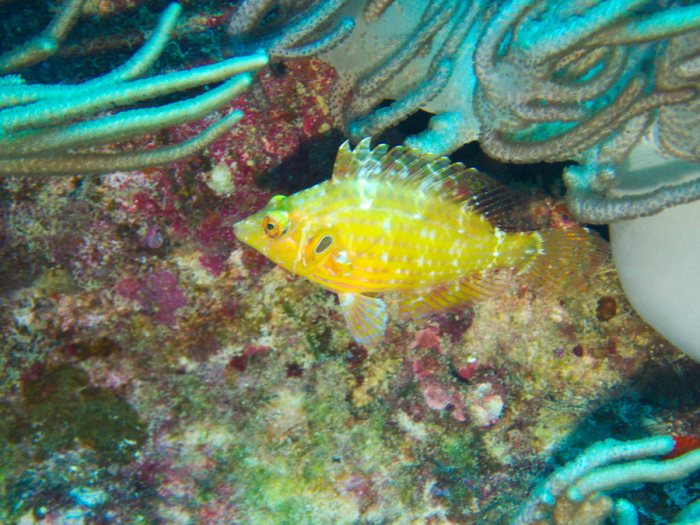 Pteragogus cryptus