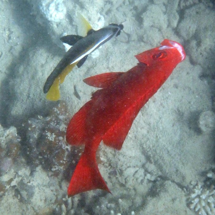 Heniochus singularius