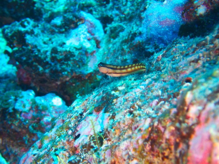 Ecsenius yaeyamaensis