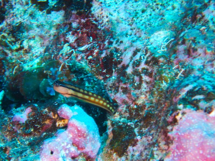 Ecsenius yaeyamaensis