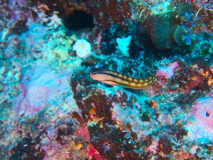 Ecsenius yaeyamaensis