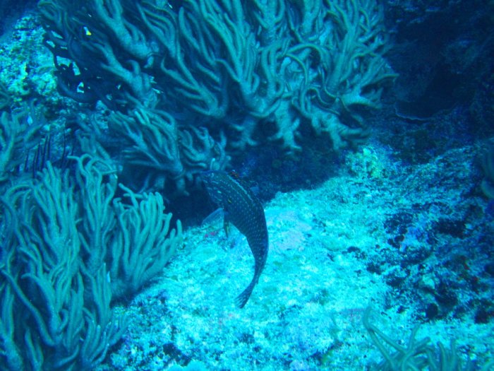Macropharyngodon meleagris