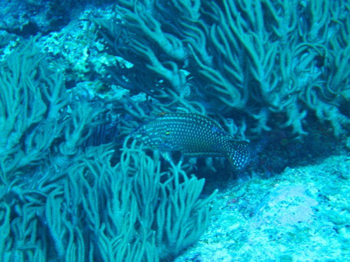 Macropharyngodon meleagris