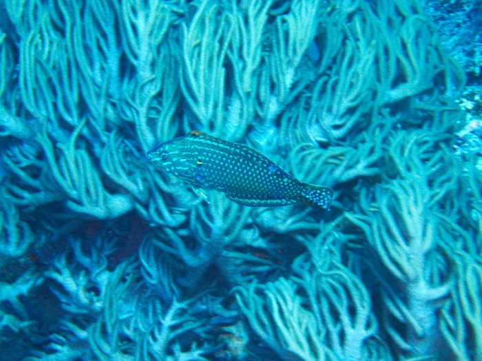 Macropharyngodon meleagris