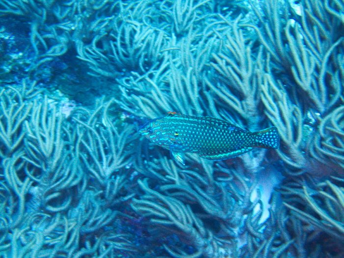 Macropharyngodon meleagris