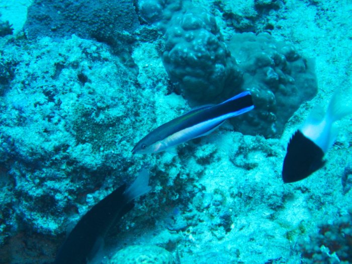 Labroides dimidiatus