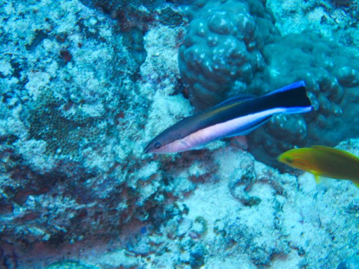 Labroides dimidiatus