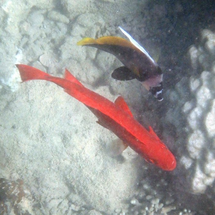 Heniochus singularius