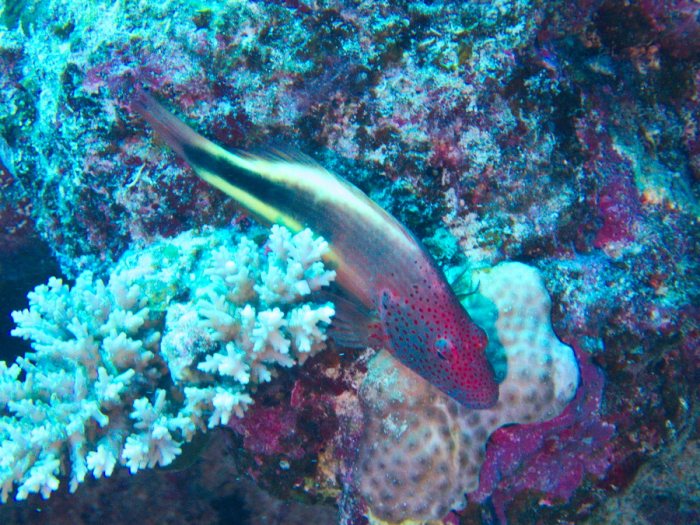 Paracirrhites forsteri