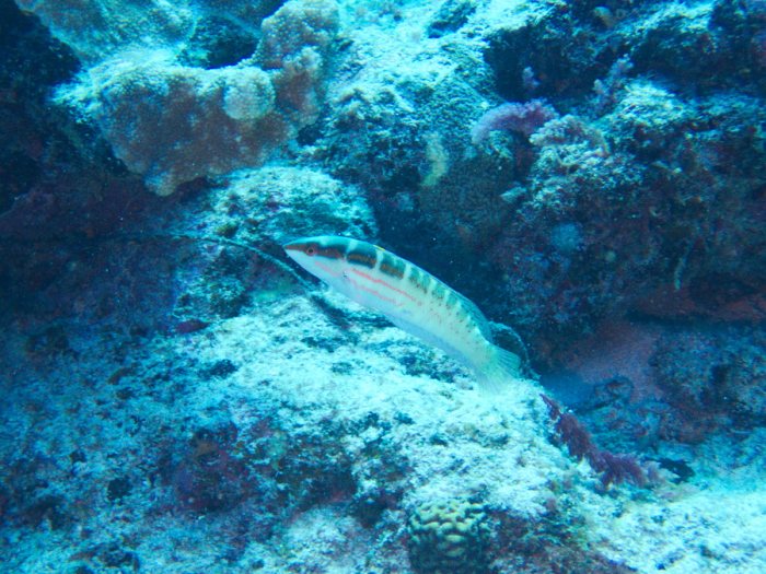 Coris dorsomaculatus