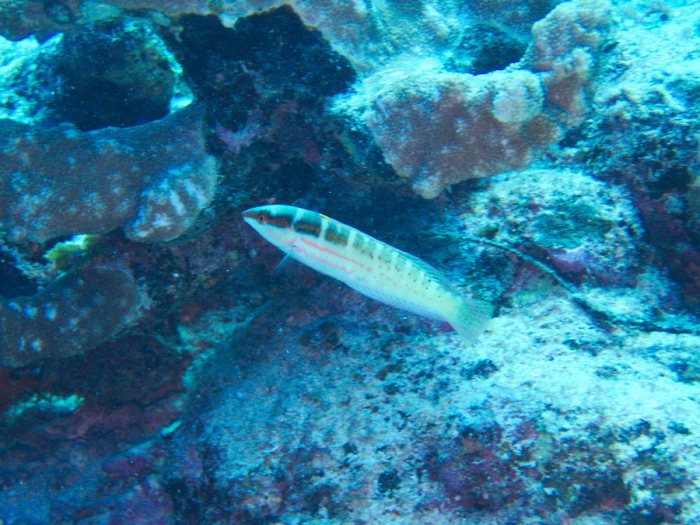 Coris dorsomaculatus