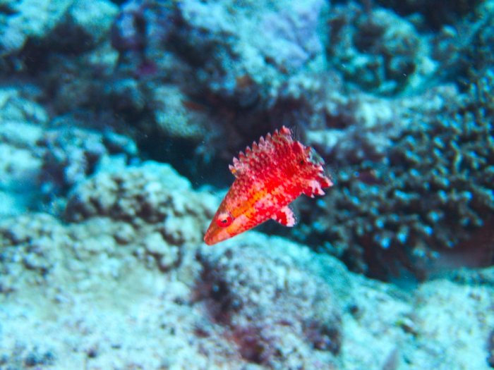 Oxycheilinus arenatus