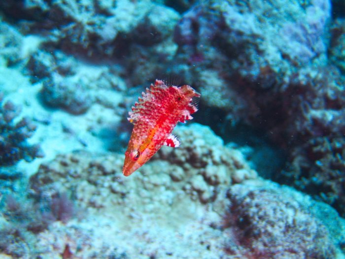Oxycheilinus arenatus