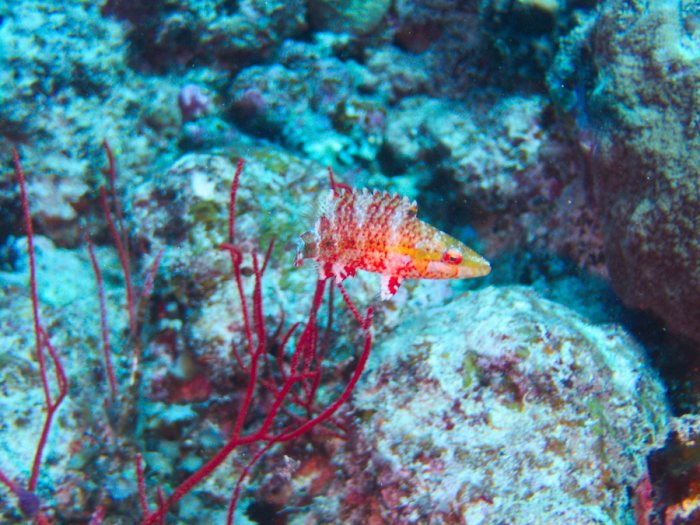 Oxycheilinus arenatus
