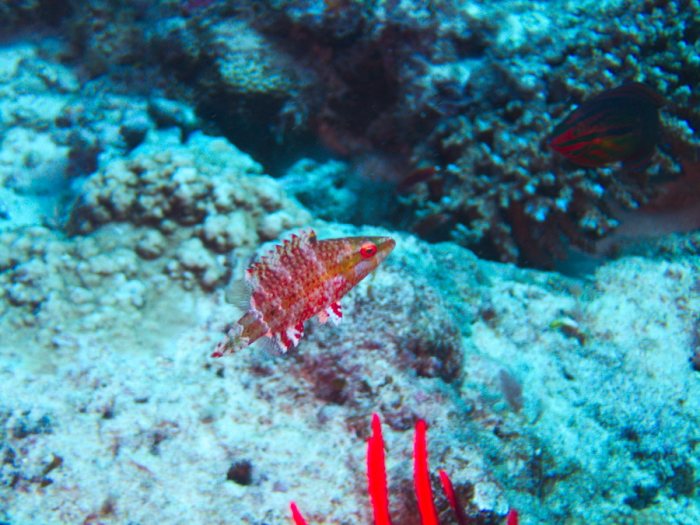 Oxycheilinus arenatus