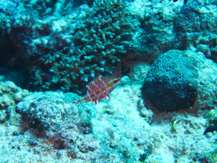 Oxycheilinus arenatus