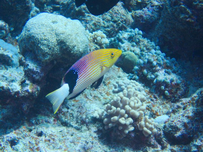 Bodianus loxozonus