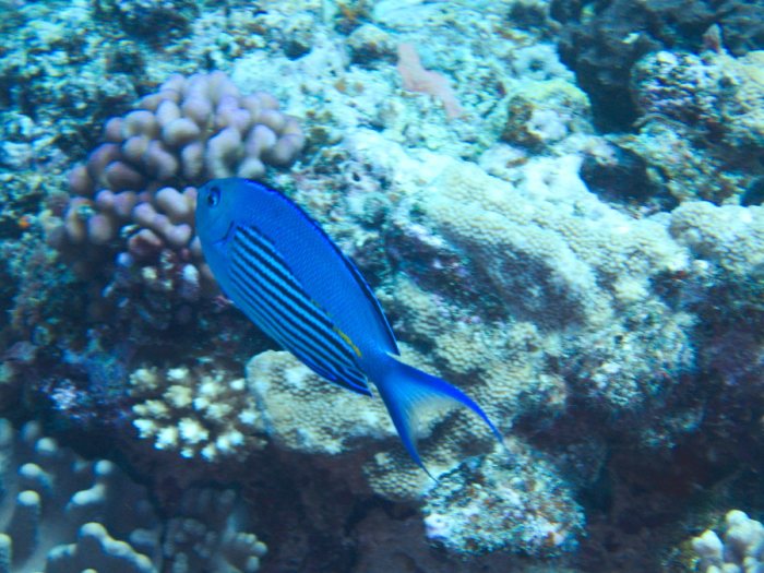Genicanthus watanabei