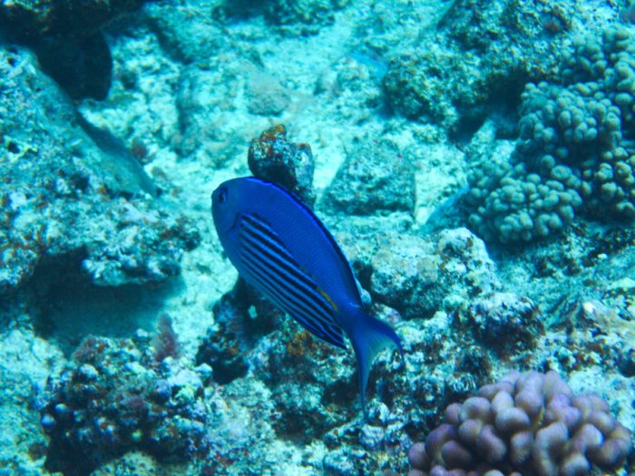 Genicanthus watanabei