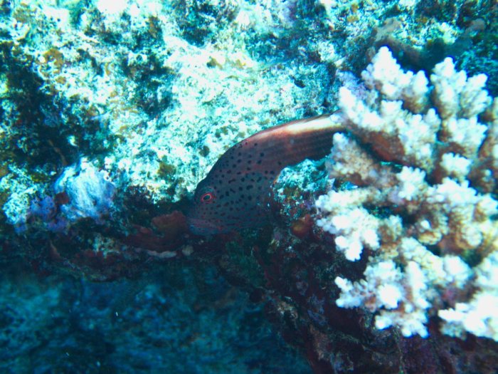 Paracirrhites forsteri