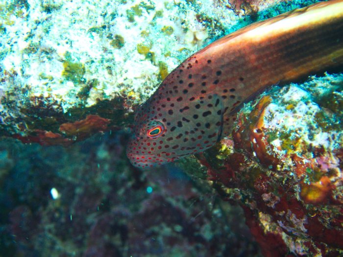 Paracirrhites forsteri