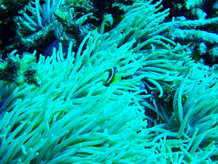 Amphiprion clarkii