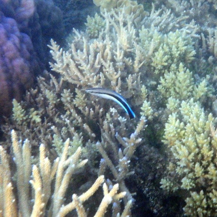 Labroides dimidiatus