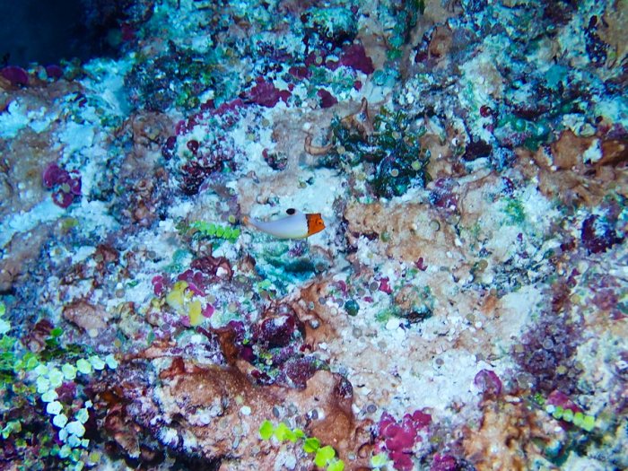 Cetoscarus ocellatus