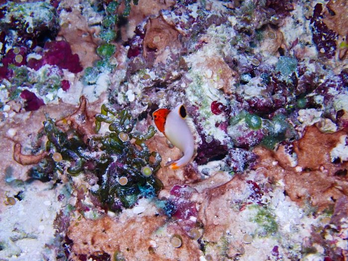 Cetoscarus ocellatus
