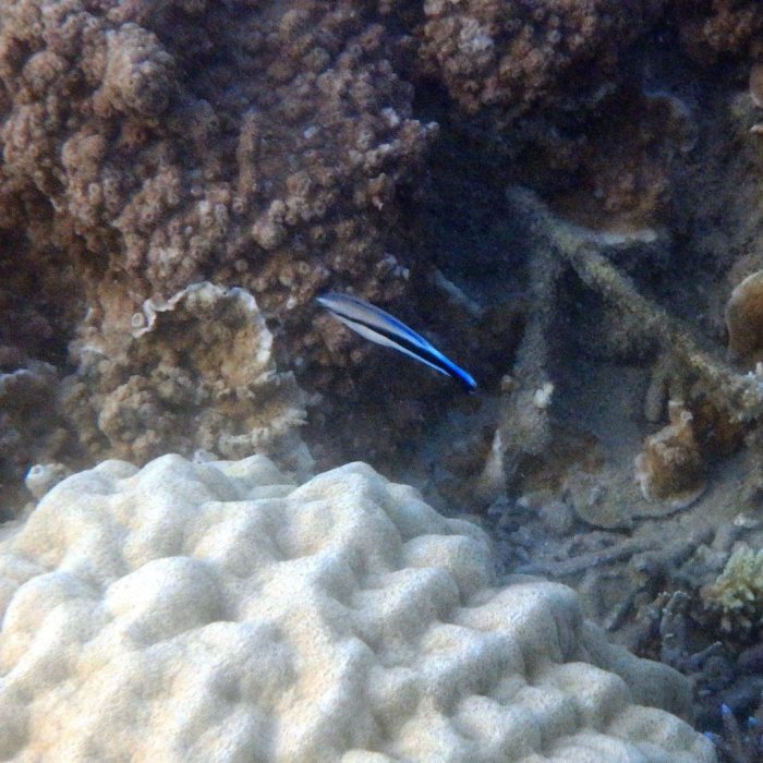 Labroides dimidiatus
