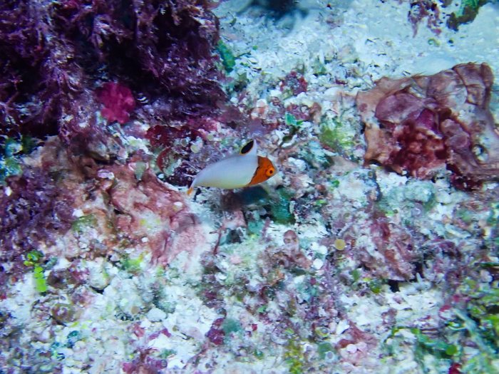 Cetoscarus ocellatus