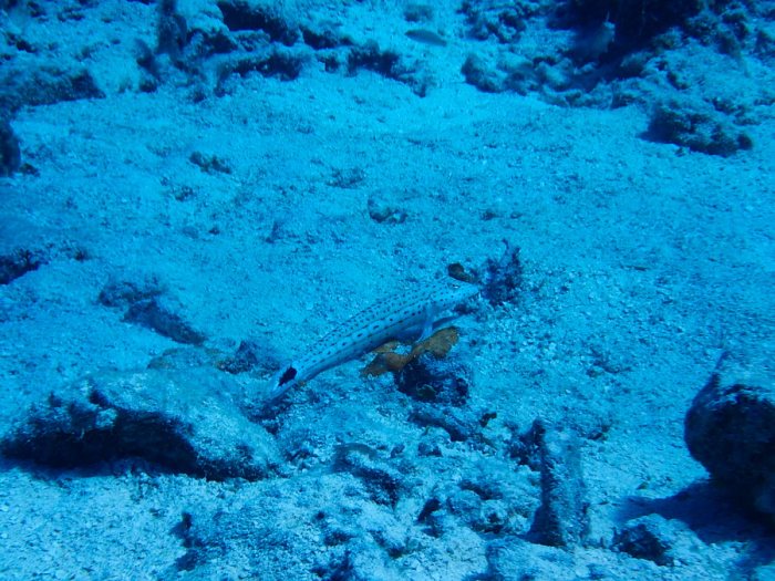 Parapercis hexophtalma