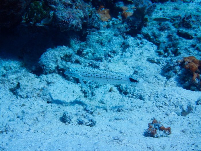 Parapercis hexophtalma