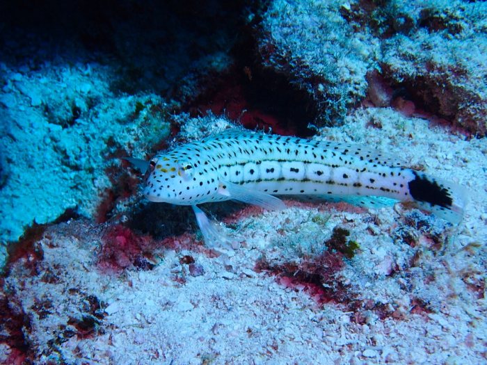 Parapercis hexophtalma