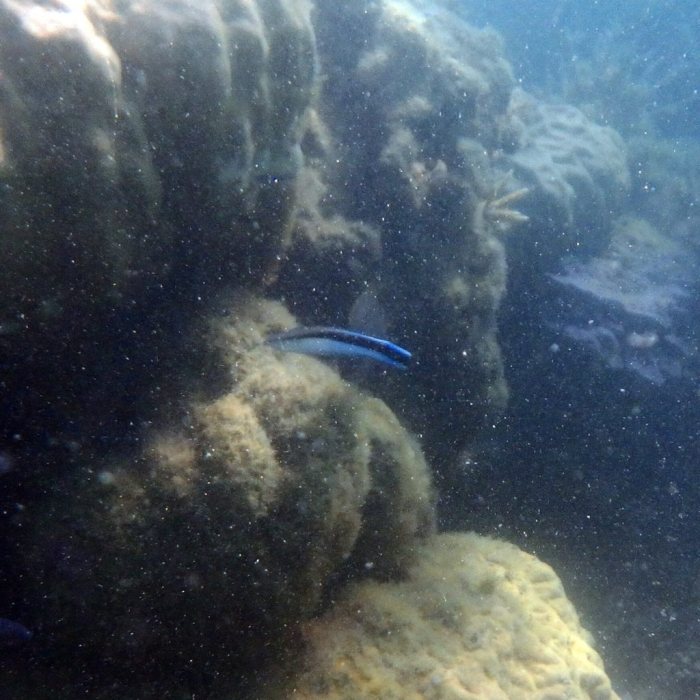 Labroides dimidiatus